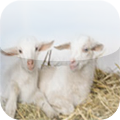 Raising Goats - The Easy Guide To Raising & Caring For Goats Raising Goats - The Easy Guide To Raising & Caring For Goats